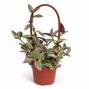 Tradescantia "Nanouk" - Fleur de trois maîtres - plante dintérieur suspendue facile à entretenir - pot de 12 cm - 35 cm de haut - rose