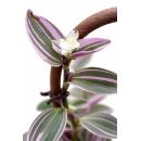 Tradescantia "Nanouk" - Fleur de trois maîtres - plante dintérieur suspendue facile à entretenir - pot de 12 cm - 35 cm de haut - rose