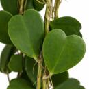 Hoya kerii - Herzblatt-Pflanze - Solitär...