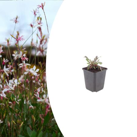 Gaura lindheimeri "Siskiyou Pink" - Evening Primrose - 9cm Pot - 10-25cm - Set of 6 Plants