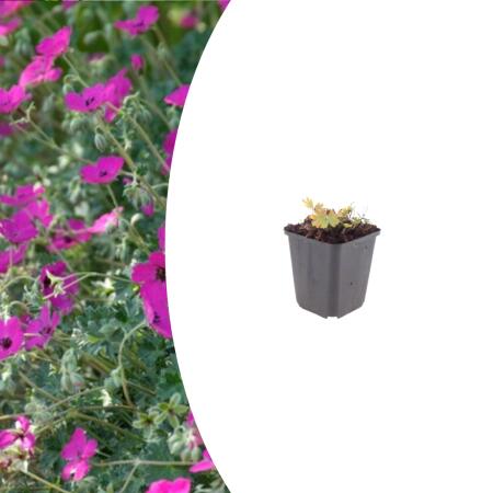 Geranium sanguineum "Max Frei" - Blutstorchschnabel - 9cm Topf - 10-25cm - in versch. Größen pink