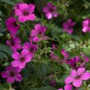 Geranium sanguineum "Max Frei" - Blutstorchschnabel - 9cm Topf - 10-25cm - in versch. Größen pink