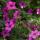Geranium sanguineum "Max Frei" - Blutstorchschnabel - 9cm Topf - 10-25cm - in versch. Größen pink