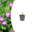 Géranium sanguin - Géranium de sang - Pot...