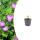 Geranium sanguineum - Blood Cranesbill - 9cm pot - 10-25cm - Set of 6 plants