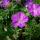 Geranium sanguineum - Blood Cranesbill - 9cm pot - 10-25cm - Set of 6 plants
