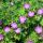Geranium sanguineum - Blood Cranesbill - 9cm pot - 10-25cm - Set of 6 plants