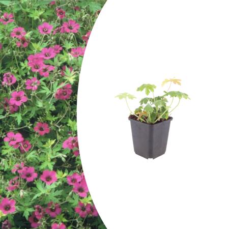 Geranium macrorrhizum "Bevans Variety" - Balkan Geranium - 9cm pot - 10-25cm - Set of 6 plants