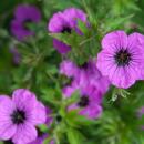 Geranium macrorrhizum "Bevans Variety" - Balkan...