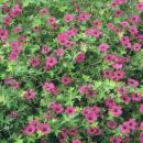 Geranium macrorrhizum "Bevans Variety" - Balkan Geranium - 9cm pot - 10-25cm - Set of 6 plants