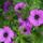 Geranium macrorrhizum "Bevans Variety" - Balkan Geranium - 9cm pot - 10-25cm - Set of 6 plants