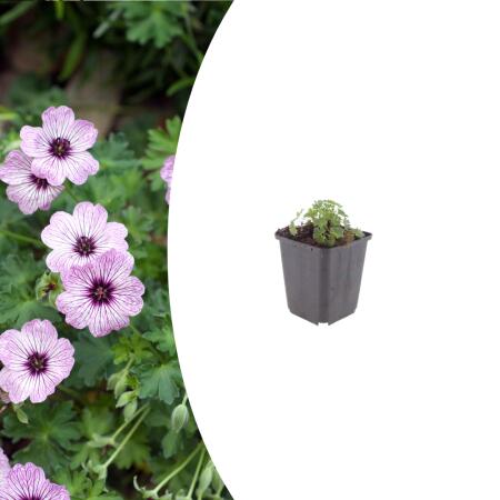 Geranium cinereum "Ballerina" - Ash Gray Cranesbill - 9cm Pot - 10-25cm - Set of 6 Plants