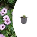 Geranium cinereum "Ballerina" - Ash Gray...