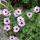 Geranium cinereum "Ballerina" - Ash Gray Cranesbill - 9cm Pot - 10-25cm - Set of 6 Plants