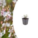 Gaura lindheimeri "Whirling Butterfly" -...