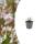 Gaura lindheimeri "Whirling Butterfly" - Gaura - 9cm pot - 10-25cm - Set of 6 plants