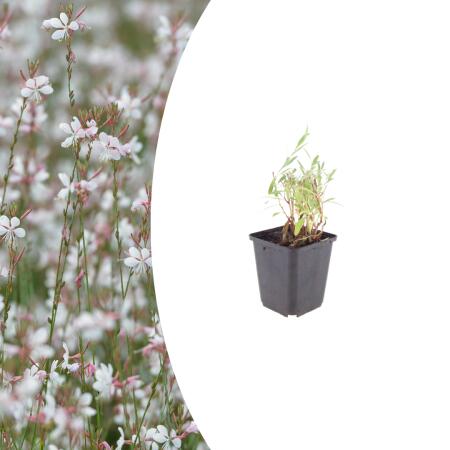 Gaura lindheimeri - Prachtkerze - 9cm Topf - 10-25cm - in versch. Größen