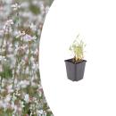 Gaura lindheimeri - Prachtkerze - 9cm Topf - 10-25cm - in...