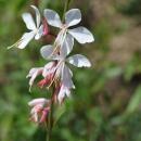 Gaura lindheimeri - Prachtkerze - 9cm Topf - 10-25cm - in...