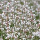 Gaura lindheimeri - Prachtkerze - 9cm Topf - 10-25cm - in versch. Größen