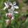 Gaura lindheimeri - Prachtkerze - 9cm Topf - 10-25cm - in versch. Größen