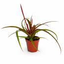 Tillandsia "Flabellata" - flowering air plant -...