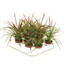 Tillandsia "Flabellata" - flowering air plant -...