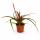 Tillandsia "Flabellata" - flowering air plant - 5.5cm pot - 15cm tall
