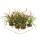 Tillandsia "Flabellata" - flowering air plant - 5.5cm pot - 15cm tall