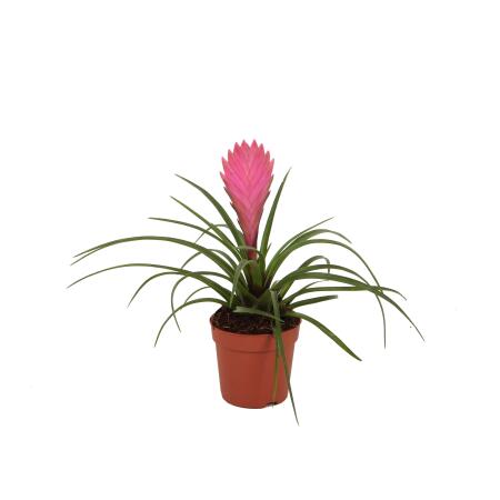 Tillandsia "Cyanea" - flowering air plant - 7cm pot - 15cm tall