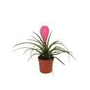 Tillandsia "Cyanea" - flowering air plant - 7cm...