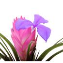 Tillandsia "Cyanea" - flowering air plant - 7cm...