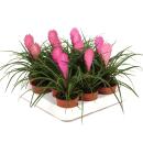 Tillandsia "Cyanea" - flowering air plant - 7cm pot - 15cm tall