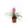 Tillandsia "Cyanea" - flowering air plant - 7cm pot - 15cm tall
