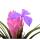 Tillandsia "Cyanea" - flowering air plant - 7cm pot - 15cm tall
