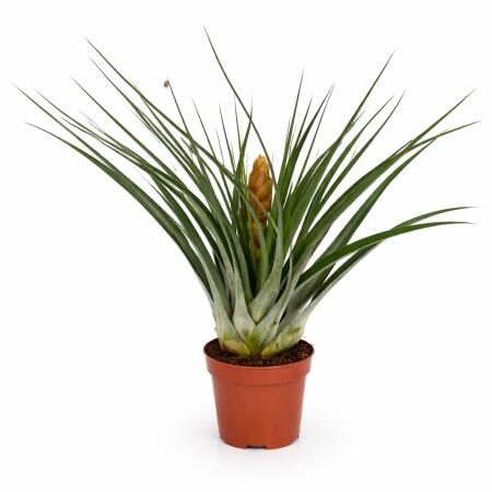 Tillandsia "Flavobracteata" - plante aérienne en fleurs - pot de 11cm - 40cm de haut