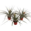 Tillandsia "Flavobracteata" - flowering air...