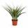 Tillandsia "Flavobracteata" - plante aérienne en fleurs - pot de 11cm - 40cm de haut