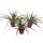 Tillandsia "Flavobracteata" - plante aérienne en fleurs - pot de 11cm - 40cm de haut