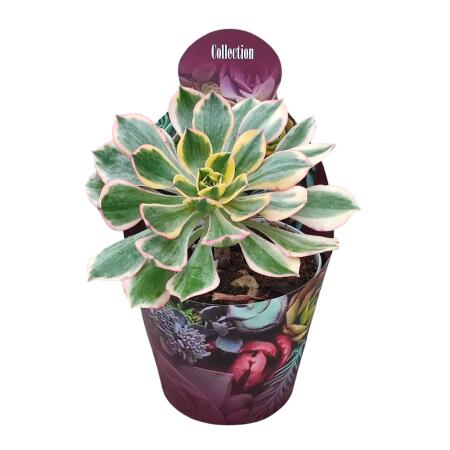 Aeonium Sunburst - Rosette Succulent - Rarity - 14cm Pot - 30cm tall