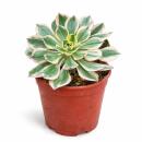Aeonium Sunburst - Rosetten-Dickblatt - Rarität -...