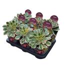 Aeonium Sunburst - Rosette Succulent - Rarity - 14cm Pot - 30cm tall