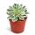 Aeonium Sunburst - Rosette Succulent - Rarity - 14cm Pot - 30cm tall