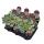 Aeonium Sunburst - Rosette Succulent - Rarity - 14cm Pot - 30cm tall