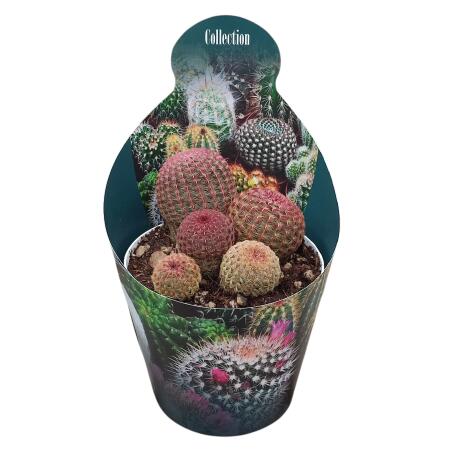 Echinocereus rigidissimus rubrispinus - selterner Kugelkaktus - Rarität - 14cm Topf - 30cm hoch