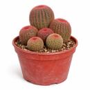 Echinocereus rigidissimus rubrispinus - selterner...
