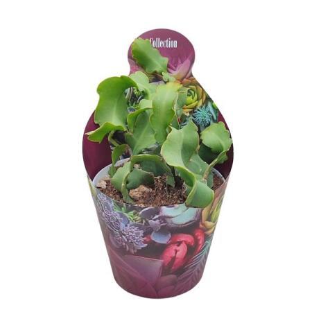Epiphyllum guatemalense "Curly Locks" - hängender Blattkaktus - Rarität - 14cm Topf - 30cm hoch