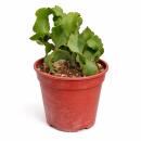 Epiphyllum guatemalense "Curly Locks" -...