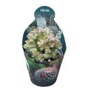 Myrtillocactus geometrizans christat - Heidelbeer-Kaktus...