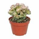 Myrtillocactus geometrizans christat - Heidelbeer-Kaktus...